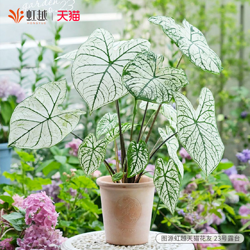 花彩白色恋人彩叶芋盆栽粉色飞溅阳台室内桌面绿植胡椒薄荷种球根