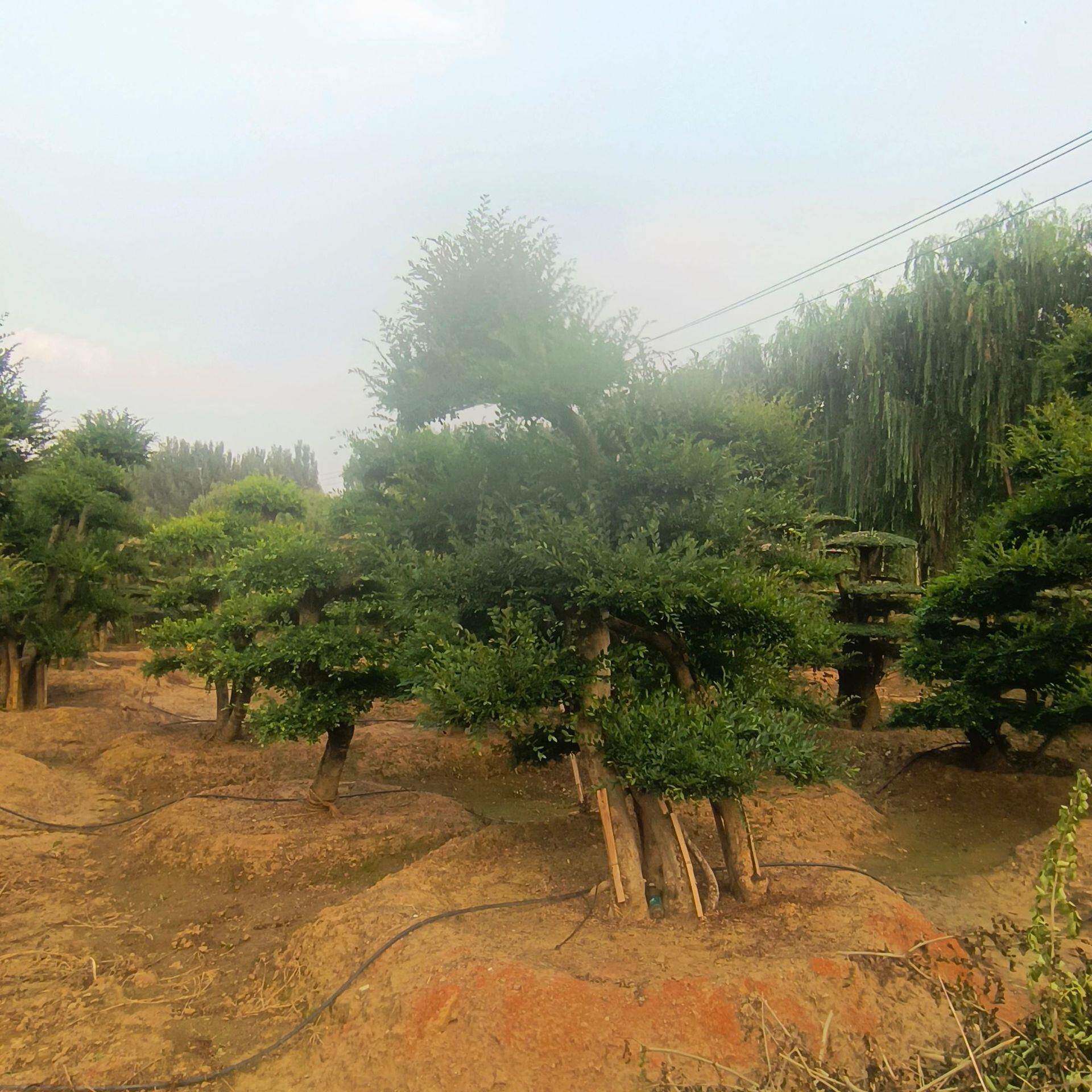 基地造型榔榆树规格多样园林绿化榔榆树现挖现卖造型榔榆树