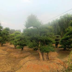 基地造型榔榆树规格多样园林绿化榔榆树现挖现卖造型榔榆树