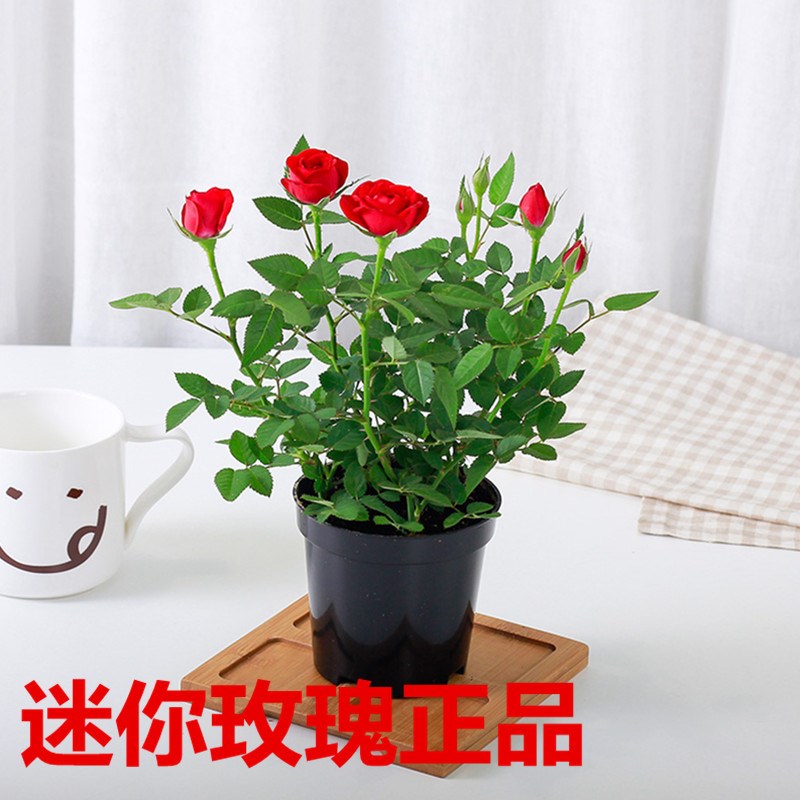 迷你小玫瑰带花苞月季花苗带盆栽好办公室内桌面绿植盆栽花卉包邮