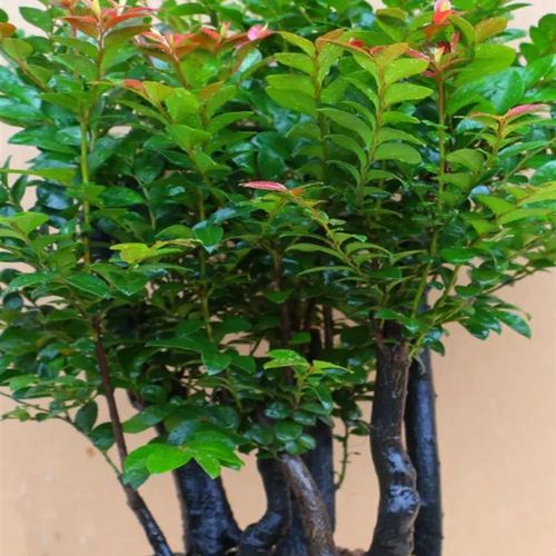 小叶紫檀盆景植物老桩盆栽办公室桌面室内花卉绿植好养活四季摆件