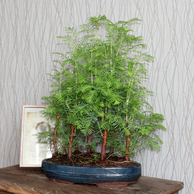 水杉盆景盆栽微景观室内桌面绿植花卉办公桌植物水杉四季常青摆件