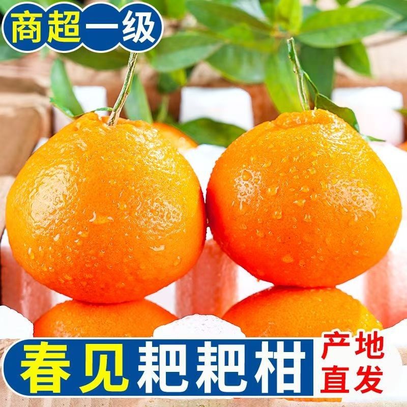 正宗四川春见耙耙柑【蒲江果园直发】应季新鲜水果彩箱装