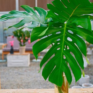 水培款 zui美 龟背竹单株大号叶片巨大净化 世界里你 PHYSIS无土