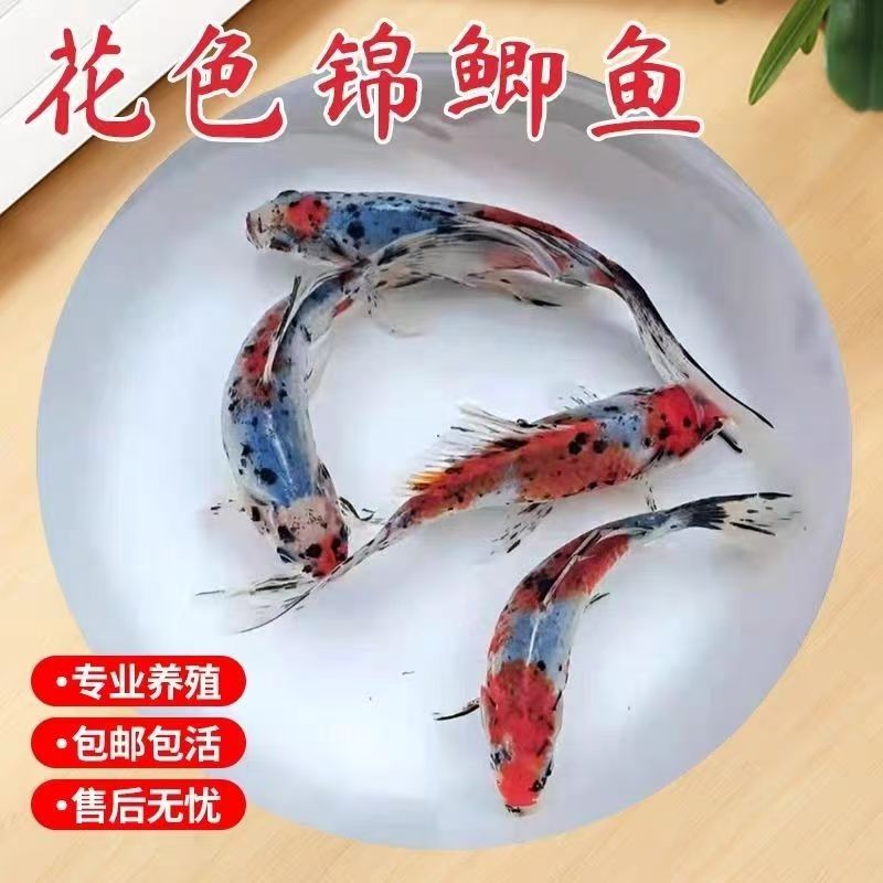 兰花草金鱼耐寒耐活鱼冷水观赏鱼
