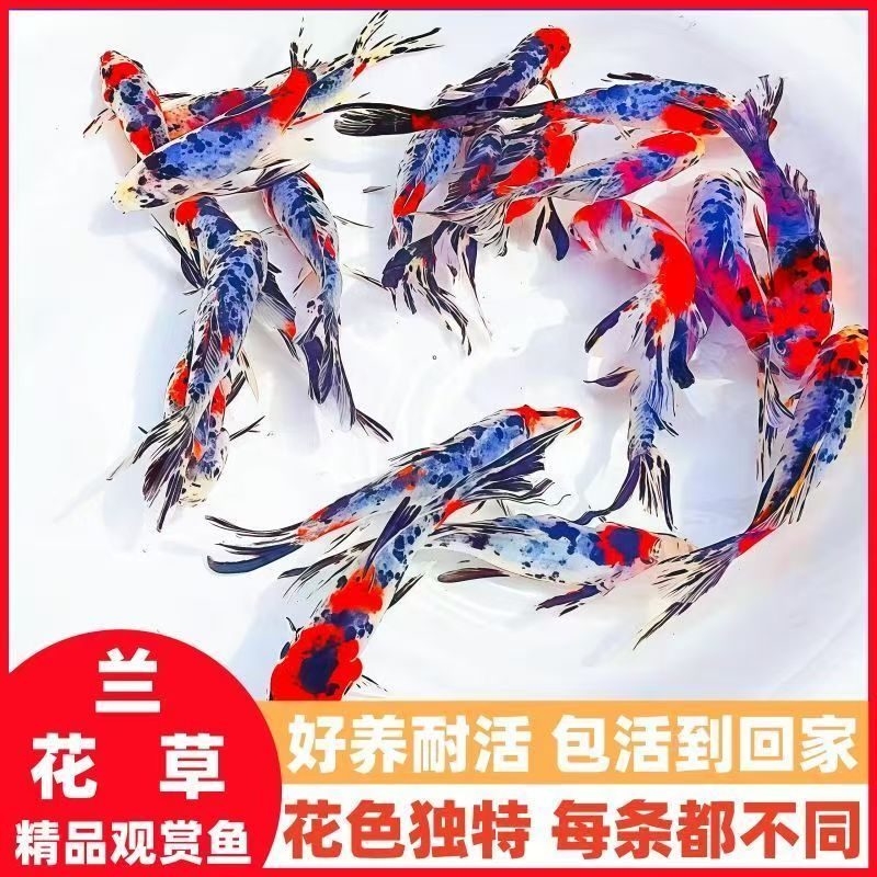 兰花草金鱼活体淡水冷水观赏鱼