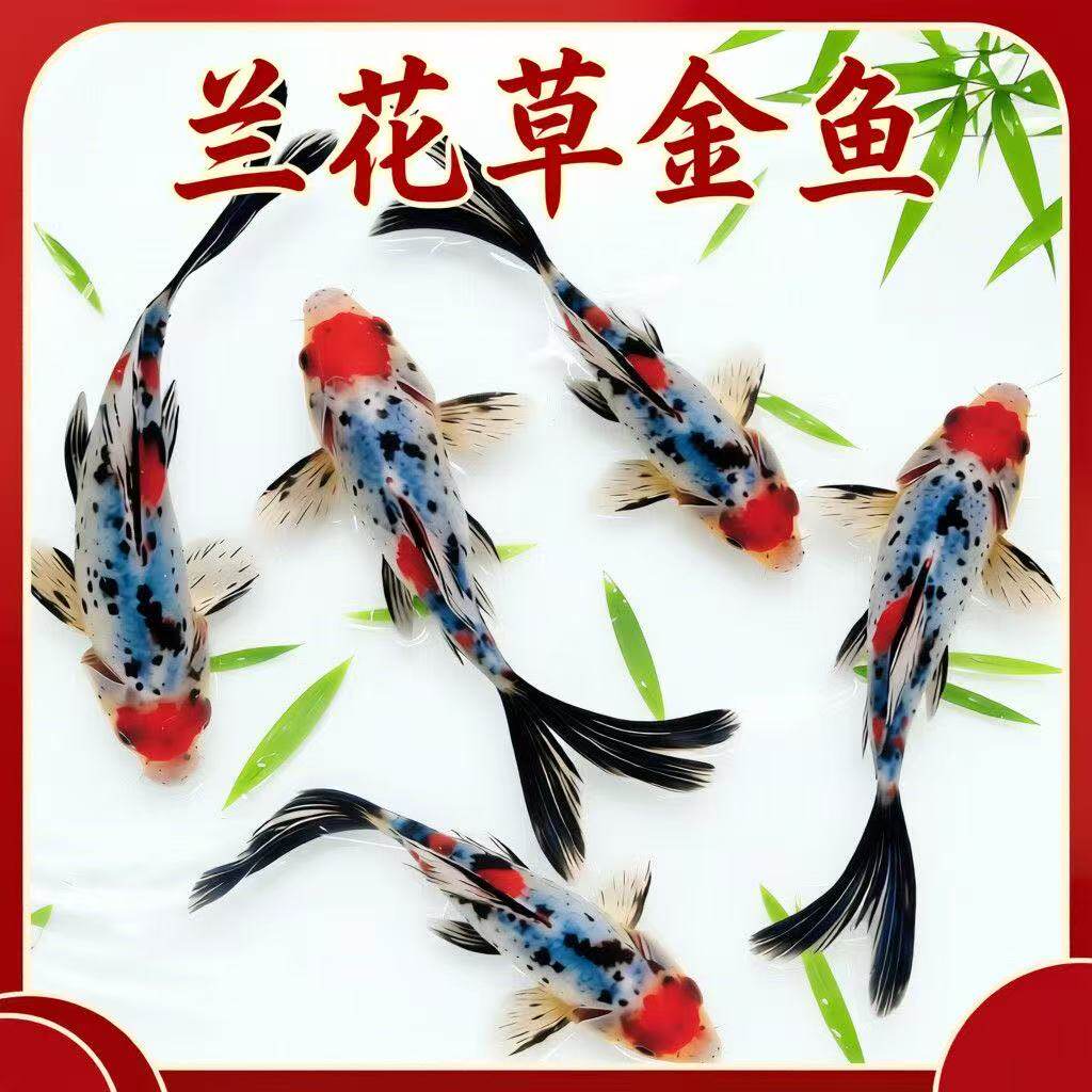 兰花草金锦鲫五花色好养耐活耐寒冷水观赏鱼易存活鱼场直发
