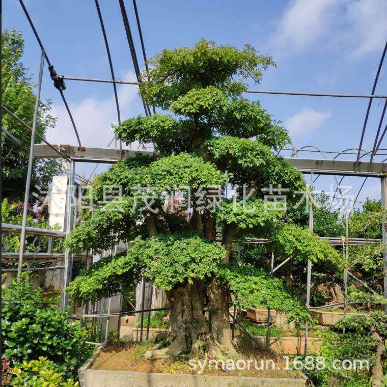 中型观赏盆景地景别墅庭院园林绿化对节白腊盆景实物挑选