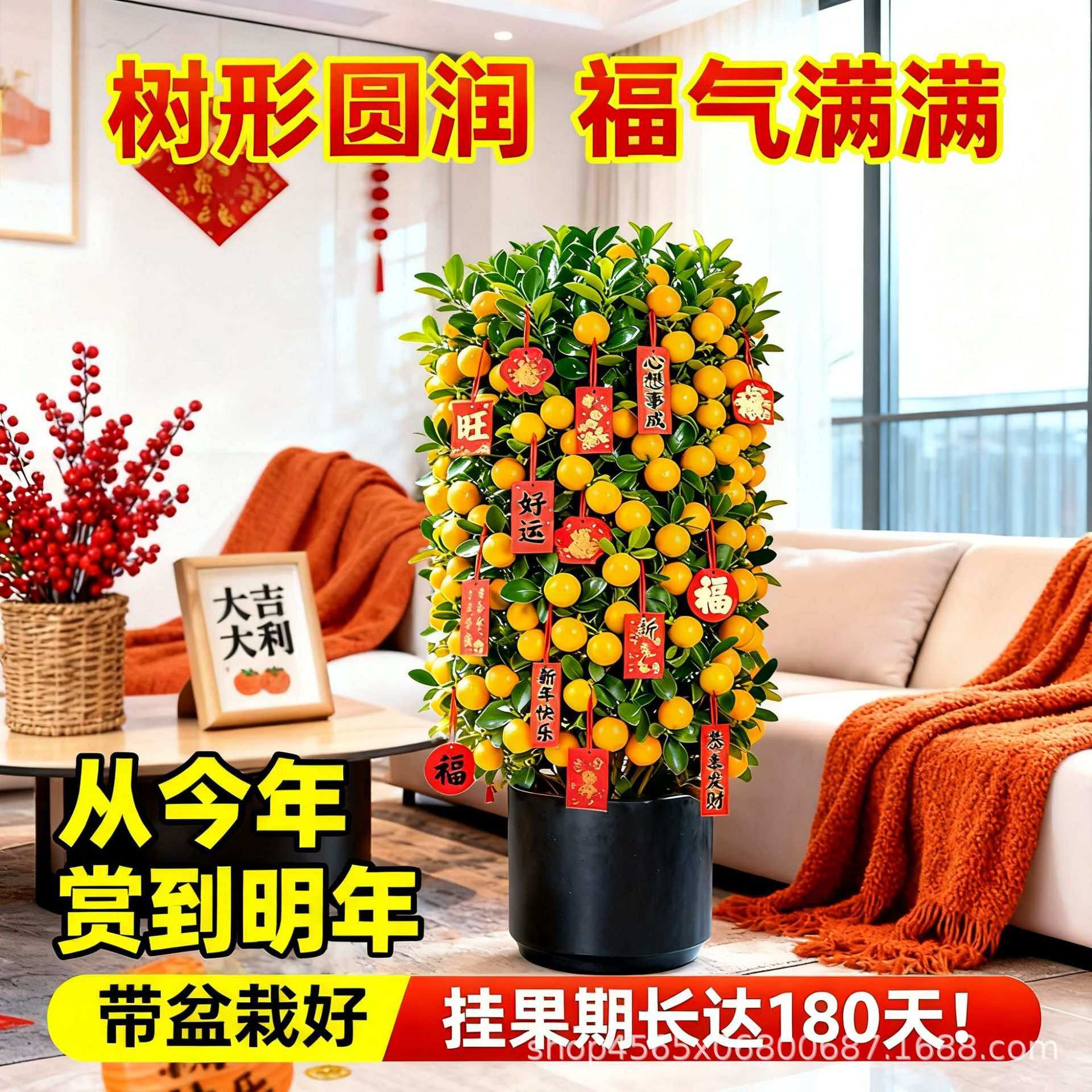 金桔树盆栽可食用带果四季观赏耐寒客厅新年宵花卉绿植脆皮橘子苗