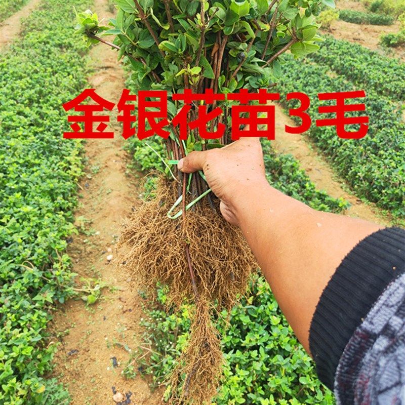 金银花苗树苗包邮植物金银花苗四季盆栽药用食用树桩盆景老桩爬藤