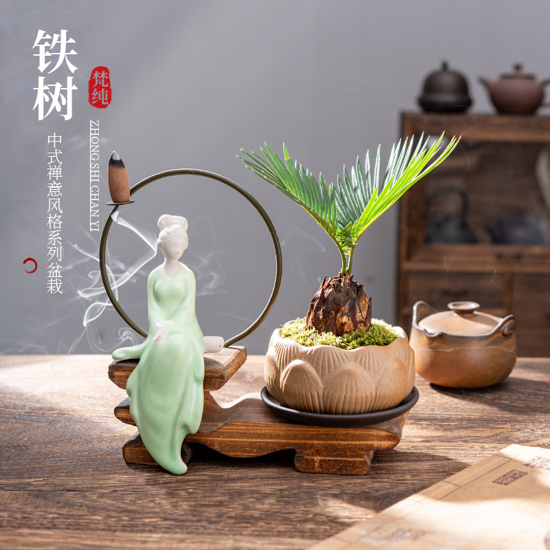 水培植物铁树小盆栽办公室内桌面好养绿植盆景四季常青一帆风顺花