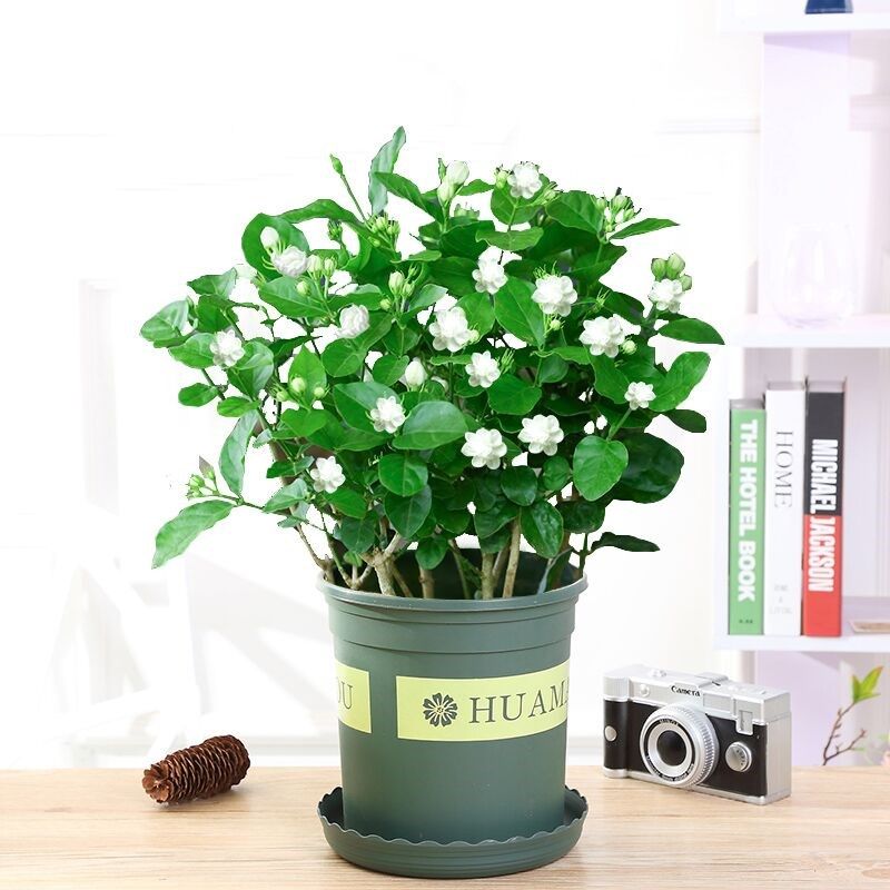 茉莉花盆栽芳香植物带原土发货庭院室内阳台当年开花虎头茉莉花苗