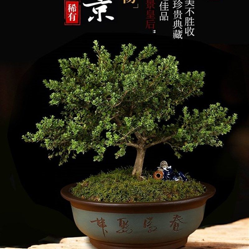 安徽大别山珍珠黄杨小叶绿植盆栽庭院客厅阳台四季常青珍稀盆景树