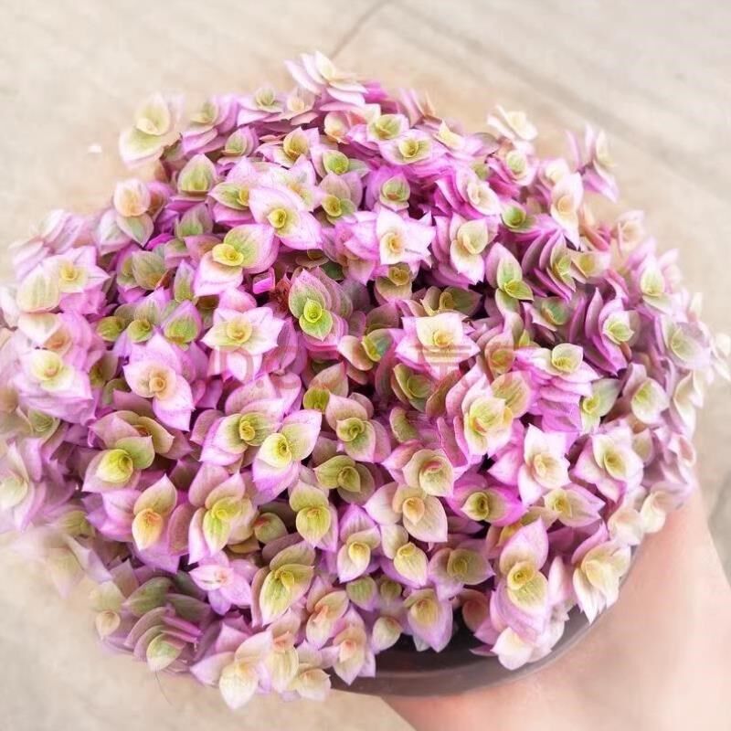 胭脂云多肉吊兰 小叶子油画四季好养植物盆栽易爆盆小绿植室内花