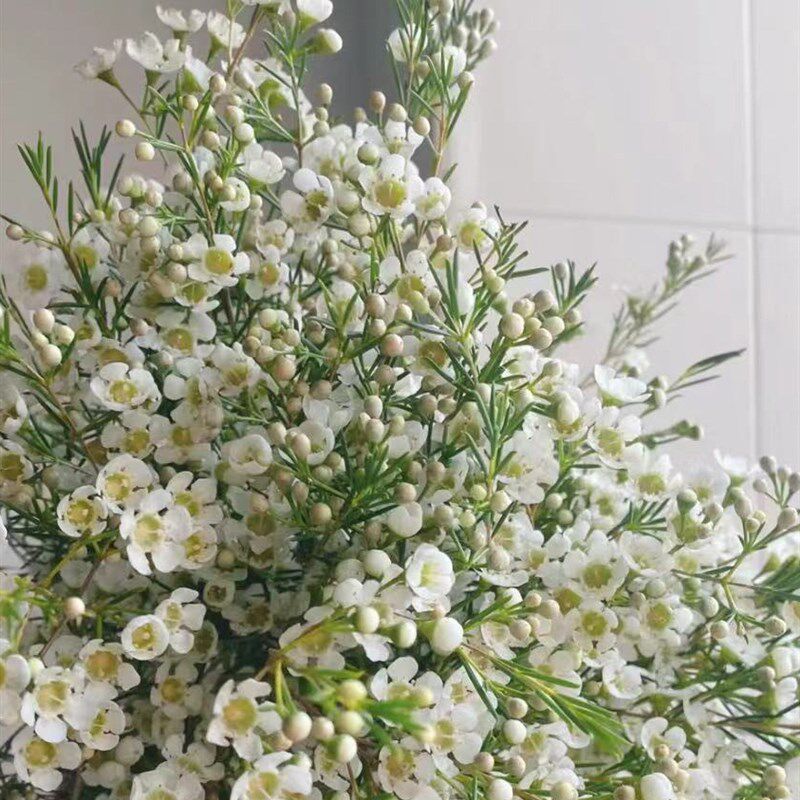 染色澳洲腊梅鲜花鲜切花云南直发昆明花束礼物花期长家庭插花真花