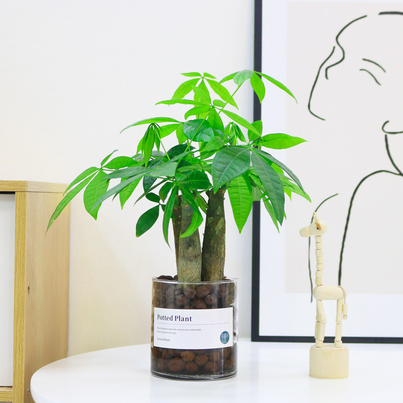 水培植物发财树室内小盆栽四季常青幸福树绿植办公室桌面盆景花卉