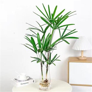 水培金山棕竹室内桌面盆栽花卉盆景带根子老桩比马醉木吊钟还好养