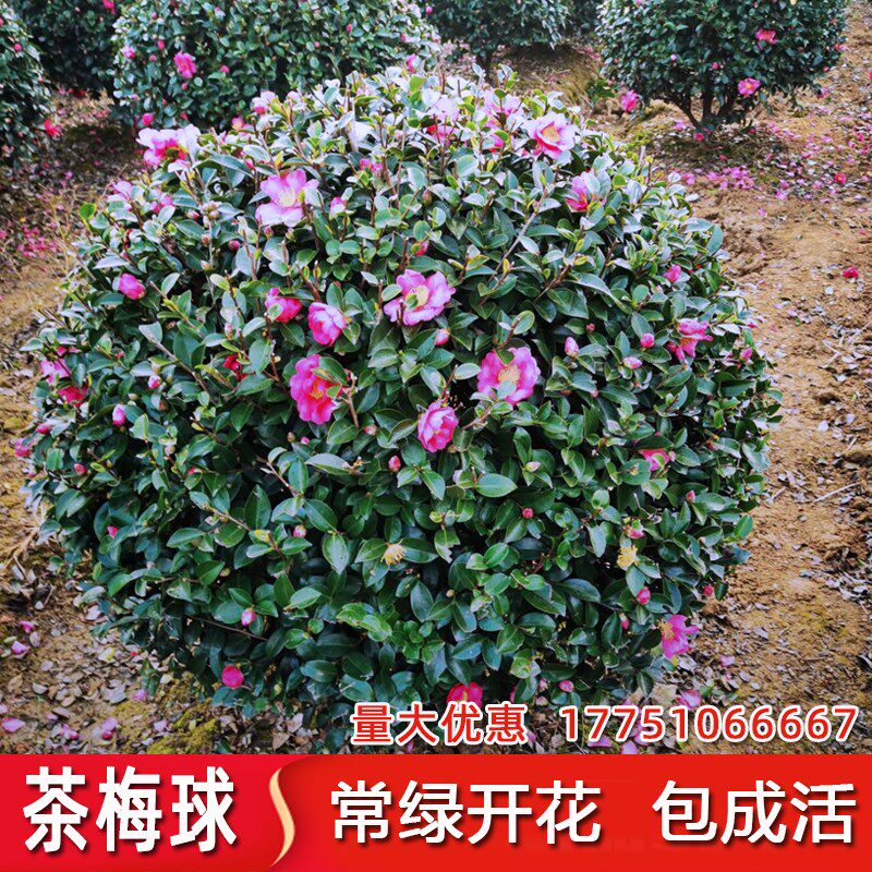 茶梅球树苗茶梅花苗庭院阳台室内外耐寒花卉茶梅盆栽老桩茶梅盆景