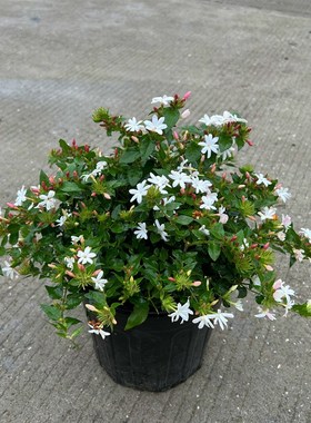 泰国粉苞茉莉盆栽花苗庭院阳台爬藤垂吊植物耐寒多年生浓香花卉