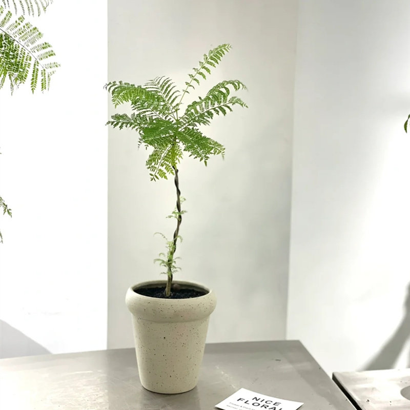 蓝花楹树苗网红造型盆栽植物桌面办公桌室内客厅阳台观叶开花绿植