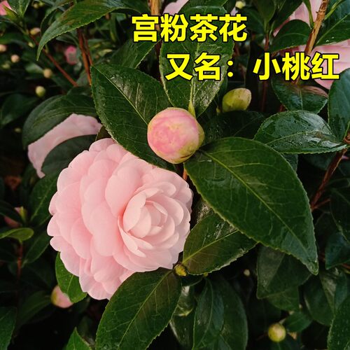 宫粉茶花盆栽粉红色小桃红带花苞老品种庭院花卉树苗阳台好养绿植 - 封面