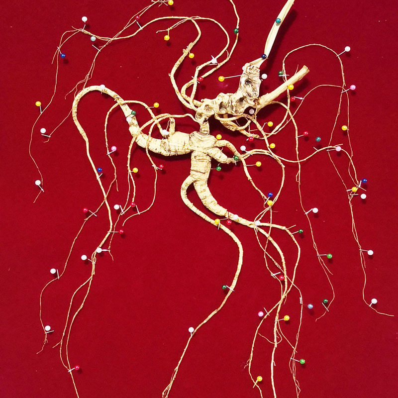 禾义源人参礼盒吉林长白山野山参东北林下参礼盒人参原产地