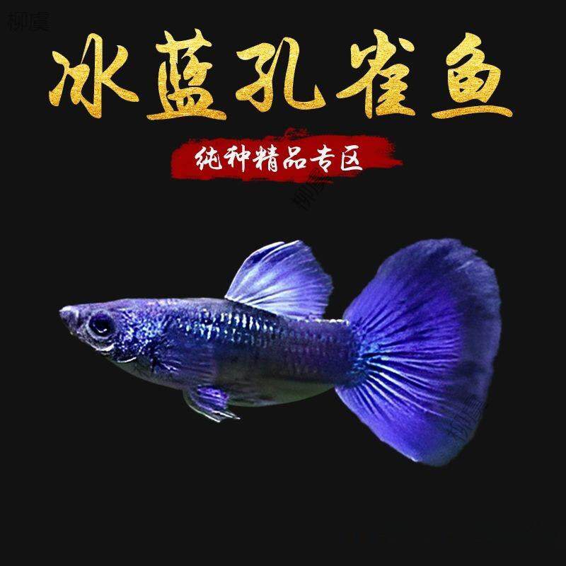 热带鱼纯种冰蓝孔雀鱼小型胎生鱼繁殖怀孕母鱼临产大尾巴观赏鱼