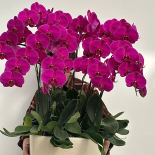 大辣椒蝴蝶兰盆栽特大号超大花兰花苗带花苞客厅室内绿Z植四季好