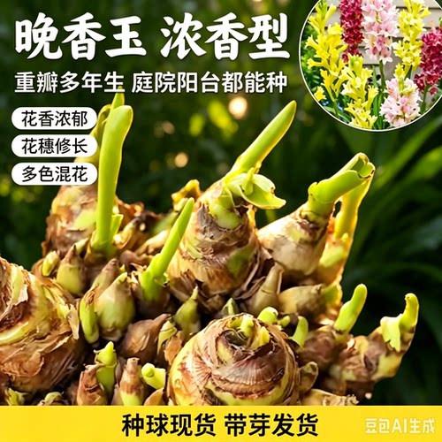 【下单立减50】重瓣浓香型重瓣晚香玉种球花卉庭院阳台盆栽XZ