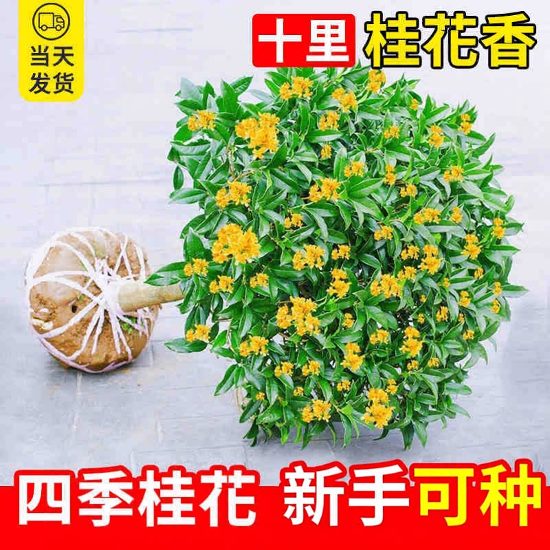 【新手可种】桂花盆栽四季桂树苗浓香型室内庭院WJ②