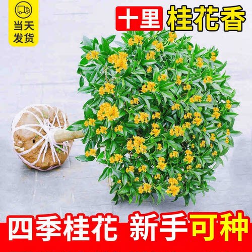 【新手可种】桂花盆栽四季桂树苗浓香型室内庭院WJ②