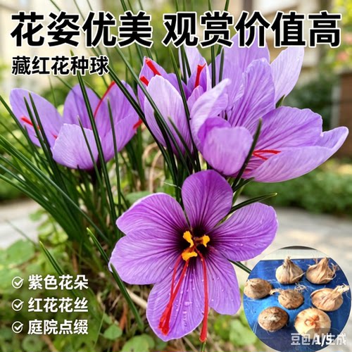 【下单立减50】藏红花种球耐寒耐旱花蕊可食用可泡脚花卉种球XZ