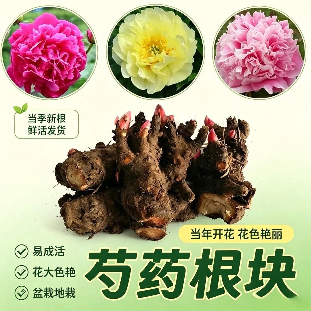 超值!3-5芽!重瓣芍药花带芽室内盆栽庭院地栽阳台花卉种球HF3