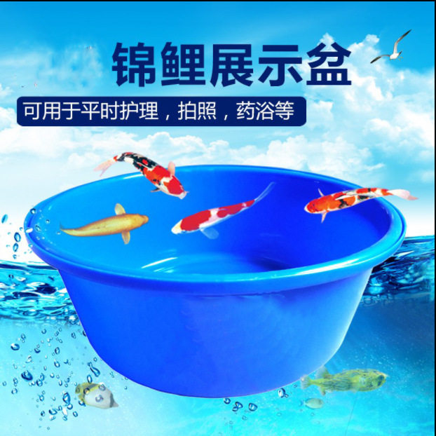锦鲤蓝盆渔场周转暂养大型展会比赛塑料盆移动鱼池测量盆尺寸盆