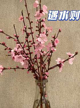 桃花枝新鲜桃树枝干泡遇水开花插花雪柳水培植物懒人鲜花真花
