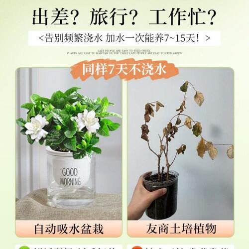 绿植盆栽室幼儿园教室小内植公客H9451677厅室桌物面花卉发财树水