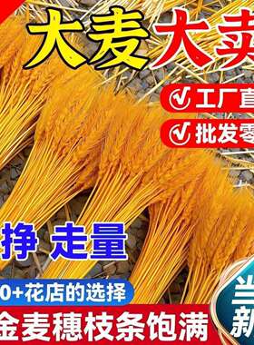 麦穗开业花篮花店篮金黄色厂家专用大粗杆大麦干花整箱源头