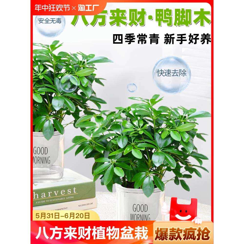 八方来财植物盆栽水培鸭脚木四季常青发财树大型办公室内绿植甲醛