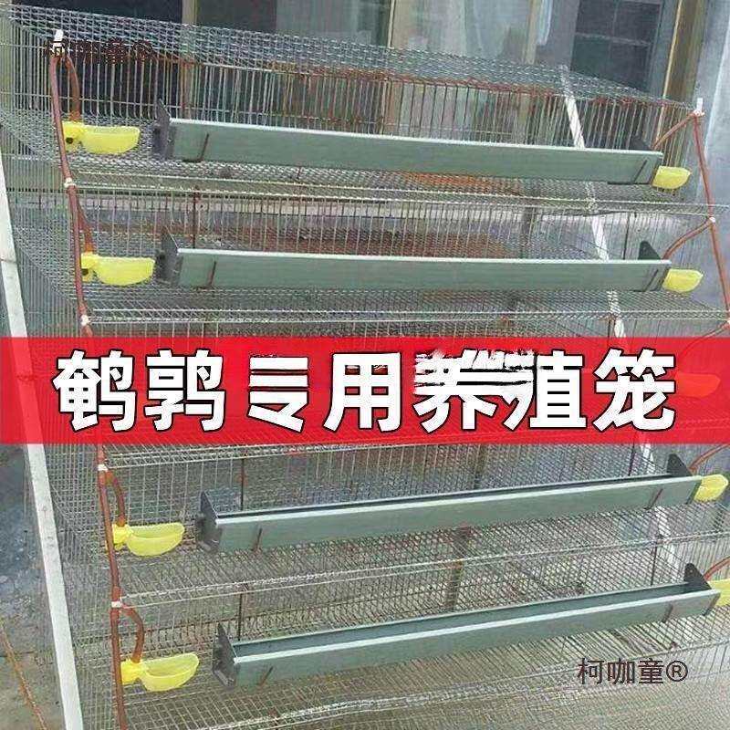 鹌鹑养殖场笼鹌鹑产蛋活鸟专业阶梯式1.8米带食槽鹌鹑麦太保