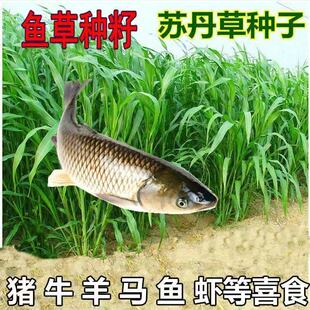 鱼草种籽四季苏丹草种籽高产牧草种子高丹王草播种喂鸡鸭羊牛鹅兔