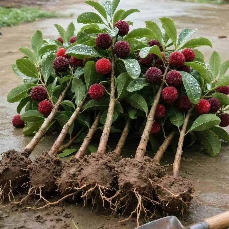 杨梅树树苗东魁黑炭无核杨梅南方庭院地栽盆栽四季耐寒果树苗种植