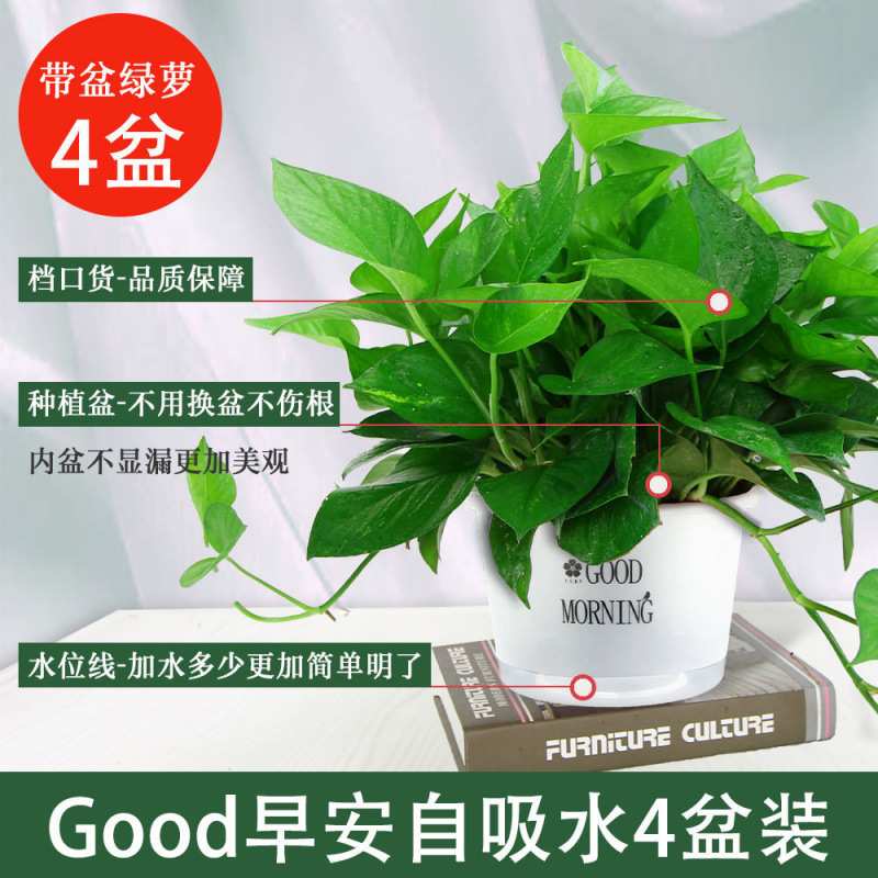 绿萝盆栽室内 花卉植物吸除甲醛客厅新房长藤绿植绿箩水培绿植