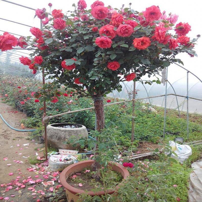 庭院盆栽树状月季花地栽树桩树形月季花国月大花月季当年开花包