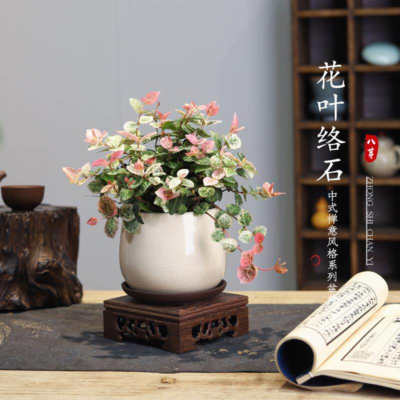 花叶络石四季五彩花卉盆栽绿萝吊兰阳台常春藤爬藤绿植物庭院垂吊
