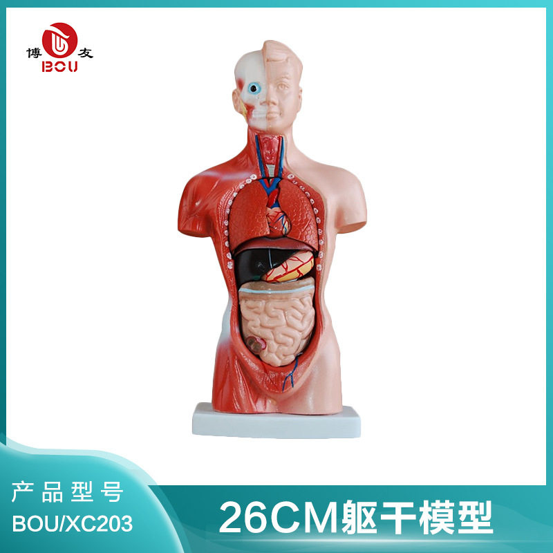 博友人体躯干模型26CM,人体躯干模型,人体构造模型,内脏可拆