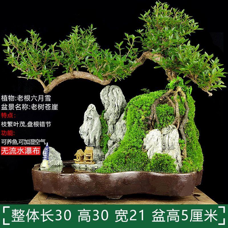 老树提根六月雪盆景植物