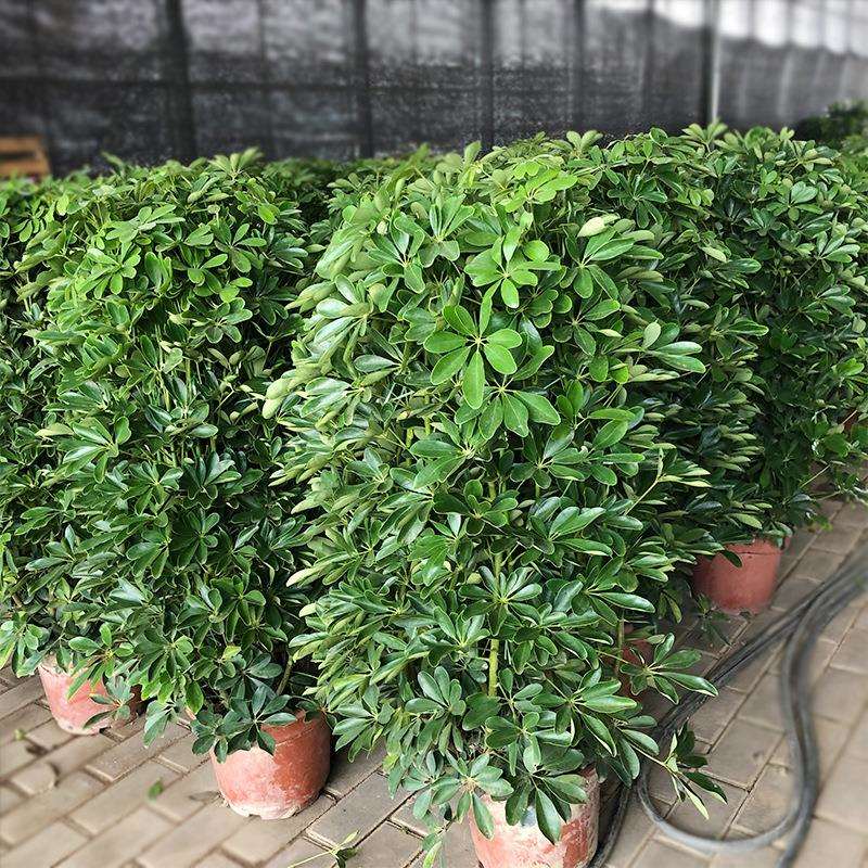鸭脚木盆栽鸭掌木鹅掌木室内外绿化苗木花卉庭院绿植盆栽植物