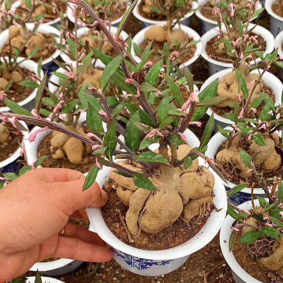 多肉植物盆栽家居多肉植物花卉盆栽人参大吉