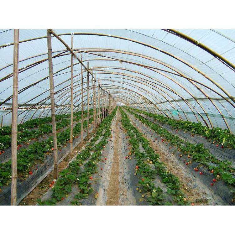 供应长寿无滴膜多功能大棚膜西瓜膜草莓膜葡萄膜砂糖桔膜果膜,农用物资,其他肥料,淘宝优惠券,粉丝福利购,淘宝优惠卷