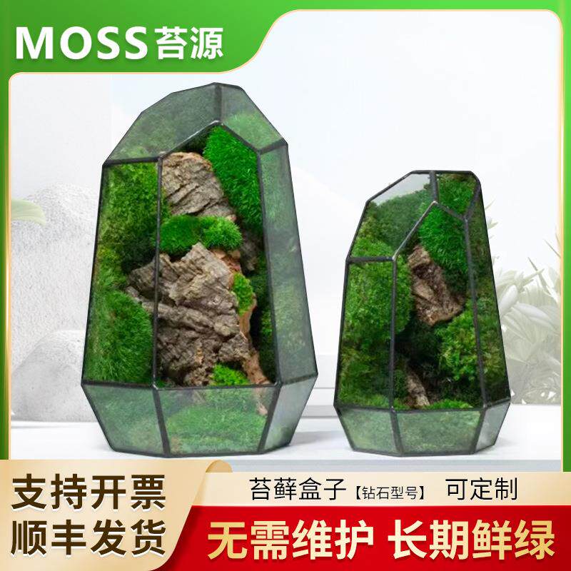 创意桌面钻石苔藓微景观成品盆景懒人好养鲜活绿植生态瓶盆栽